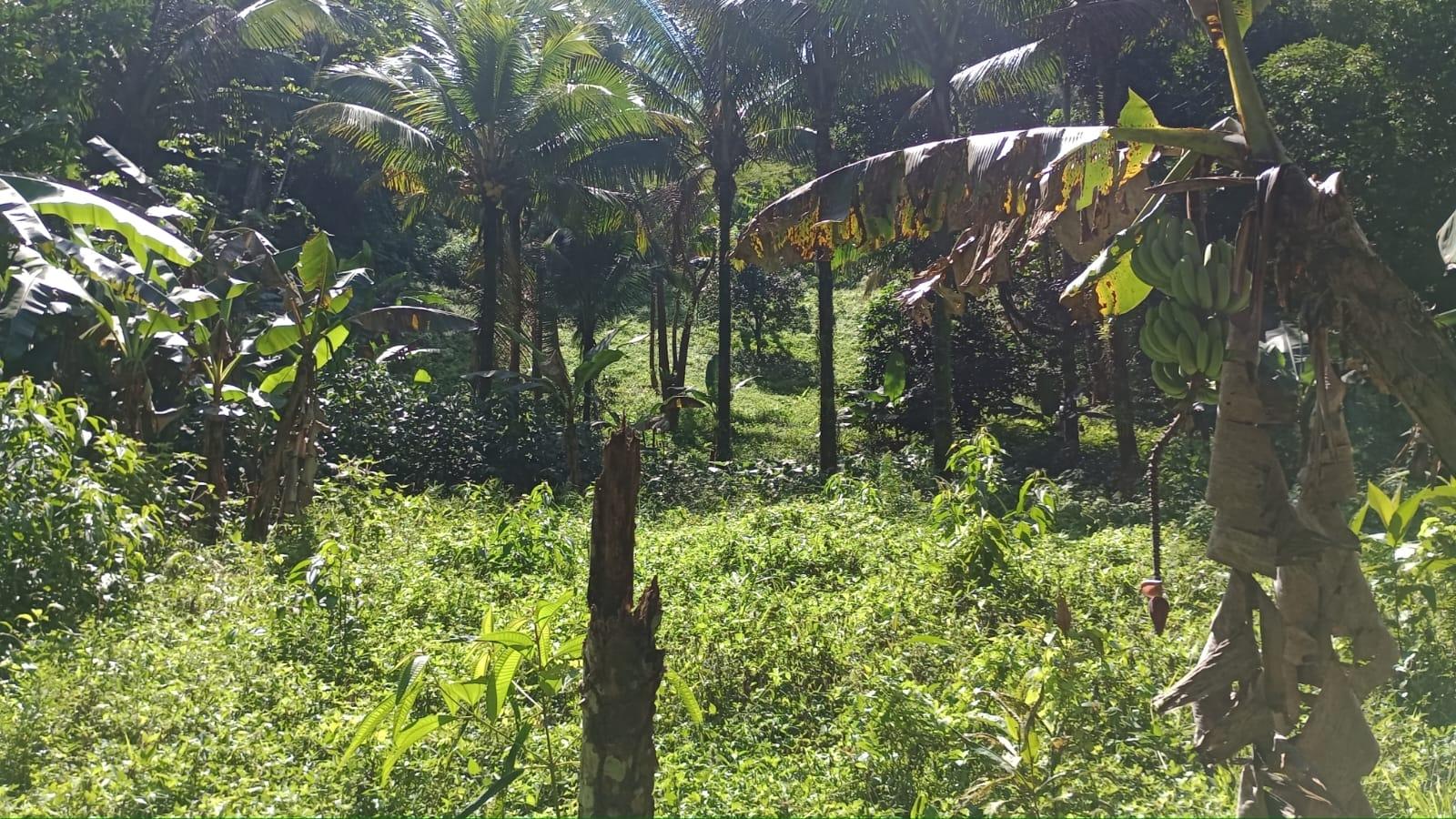 Twenty-Fourth image of Pimento Mount in Sligoville, St. Catherine, Jamaica - property is For Sale