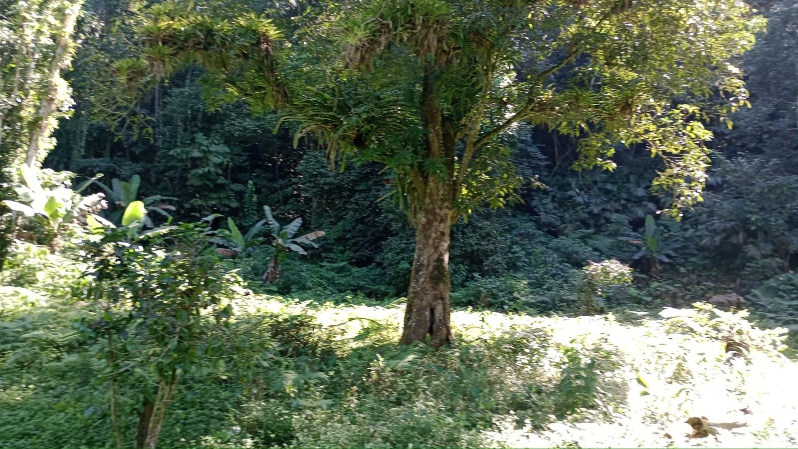 Twenty-Fifth image of Pimento Mount in Sligoville, St. Catherine, Jamaica - property is For Sale