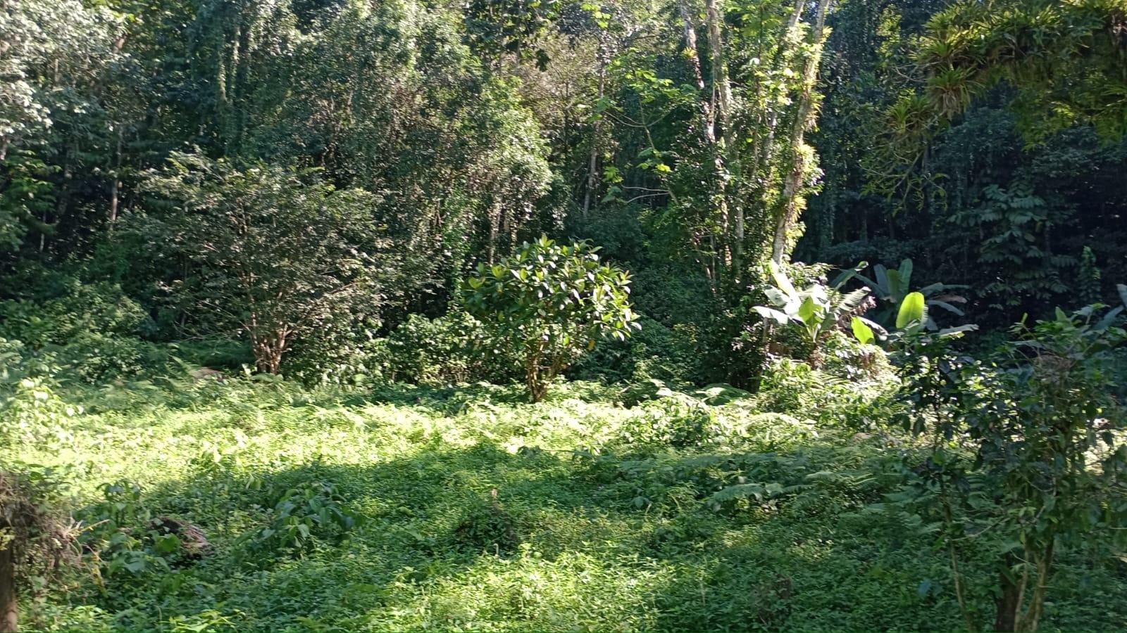 Twenty-Sixth image of Pimento Mount in Sligoville, St. Catherine, Jamaica - property is For Sale