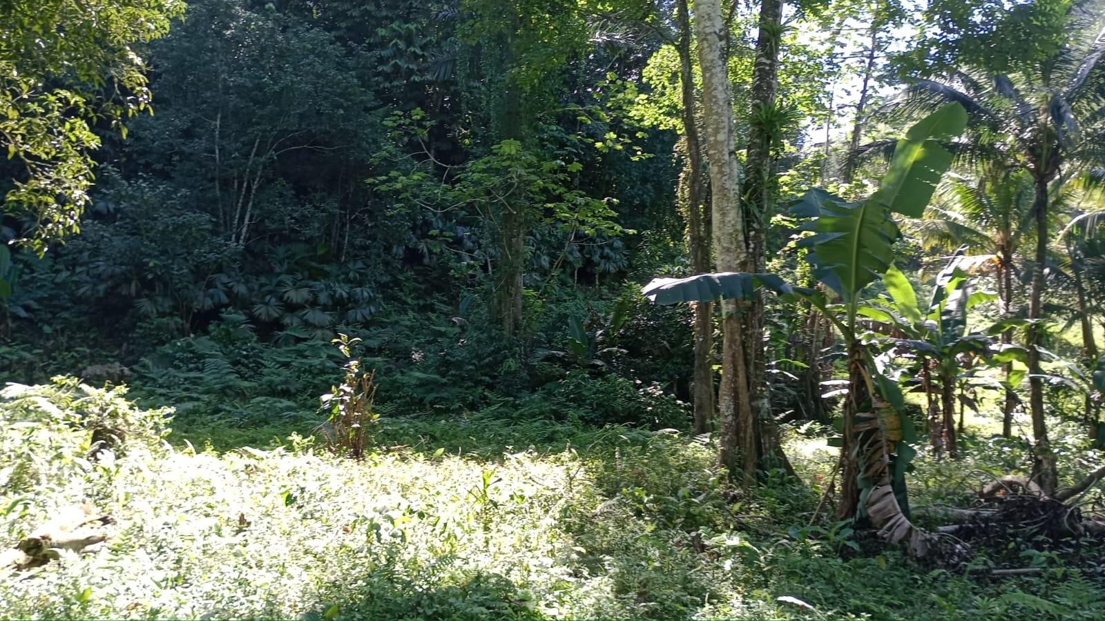 Twenty-Seventh image of Pimento Mount in Sligoville, St. Catherine, Jamaica - property is For Sale