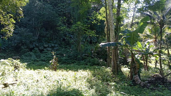 Twenty-Seventh image of Pimento Mount in Sligoville, St. Catherine, Jamaica - property is For Sale