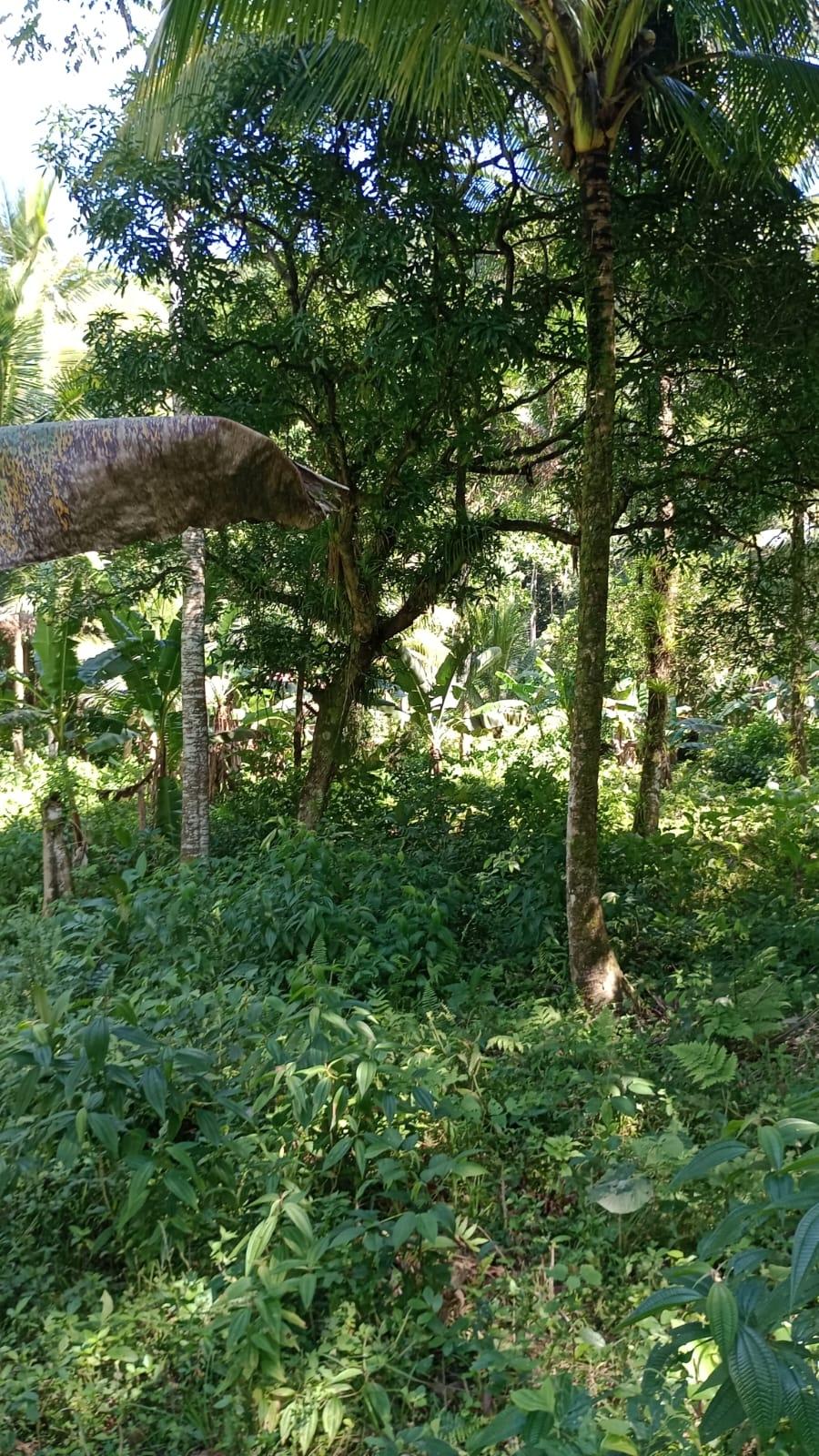 Twenty-Eighth image of Pimento Mount in Sligoville, St. Catherine, Jamaica - property is For Sale