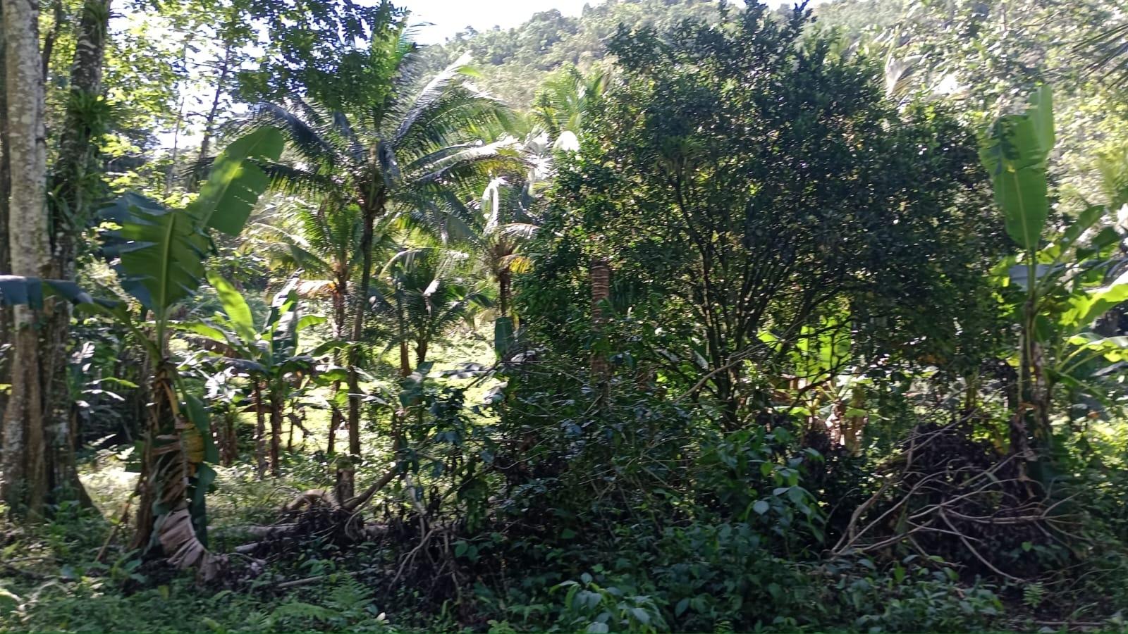 Twenty-Ninth image of Pimento Mount in Sligoville, St. Catherine, Jamaica - property is For Sale