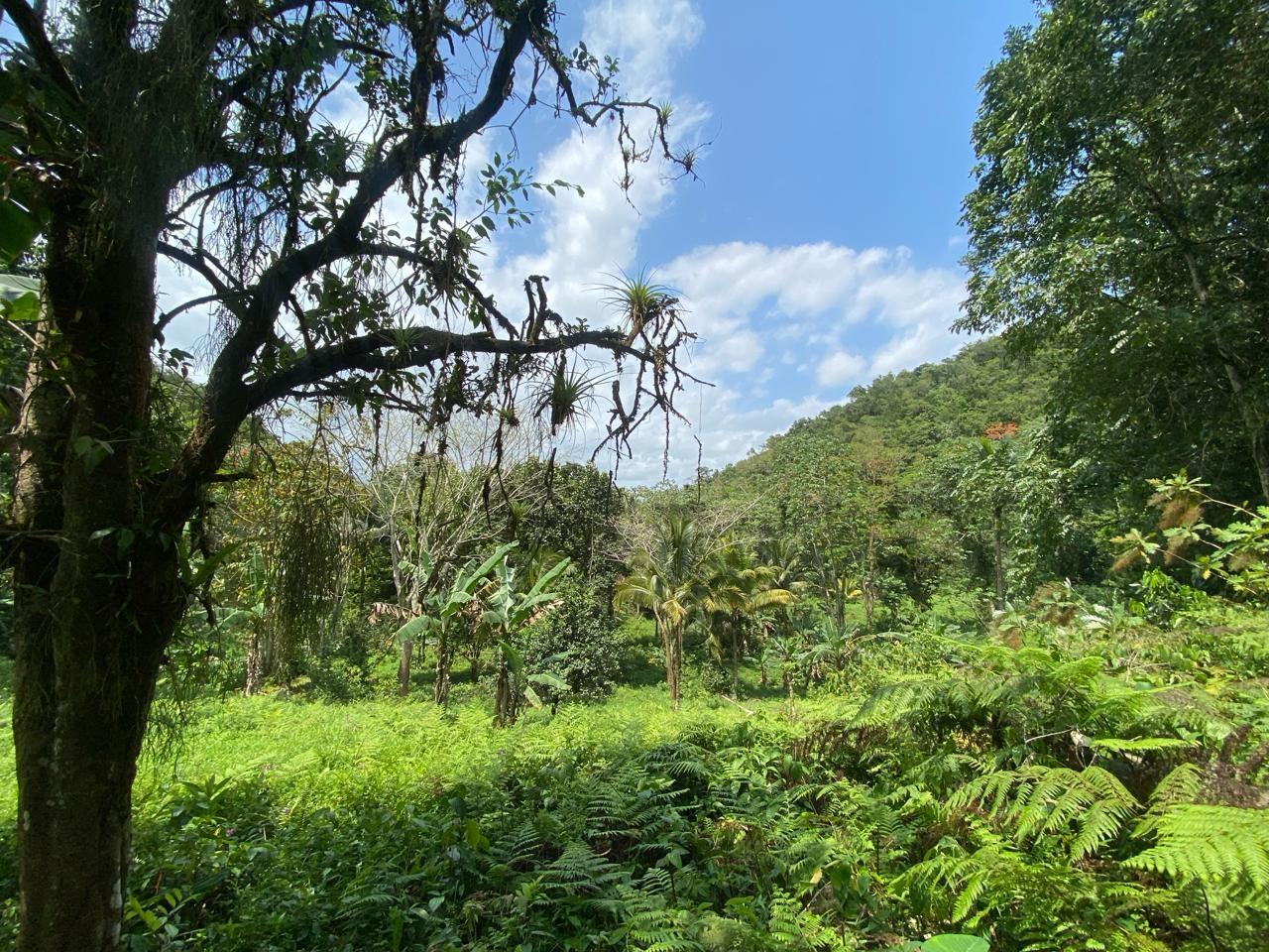 Fourth image of Pimento Mount in Sligoville, St. Catherine, Jamaica - property is For Sale