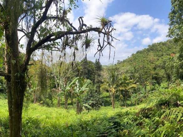 First image of Pimento Mount in Sligoville, St. Catherine, Jamaica - property is For Sale