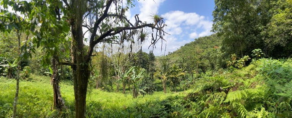 First image of Pimento Mount in Sligoville, St. Catherine, Jamaica - property is For Sale