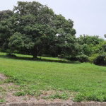First image of Lot 314 South Sea Park in White House WD, Westmoreland, Jamaica - property is For Sale