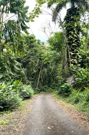 Ninth image of 10 San San Estate in SAN SAN, Portland, Jamaica - property is For Sale