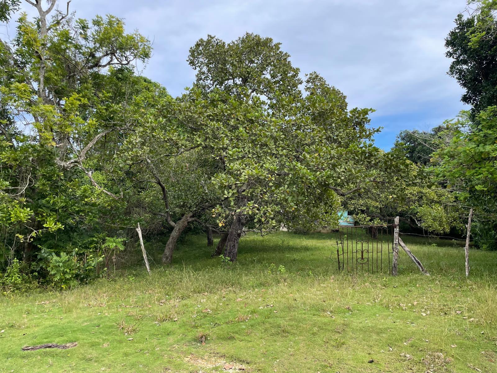 Second image of Shrewsbury in Brompton, St. Elizabeth, Jamaica - property is For Sale