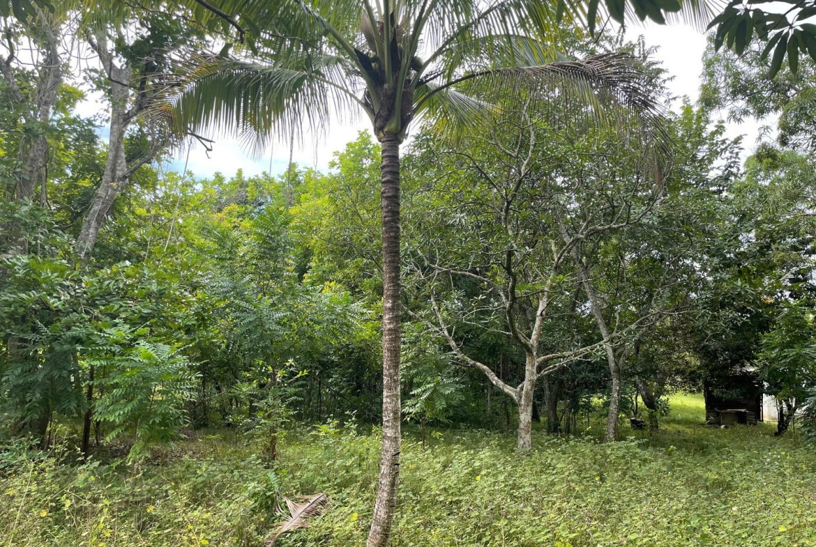 Eleventh image of Shrewsbury in Brompton, St. Elizabeth, Jamaica - property is For Sale