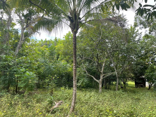 Eleventh image of Shrewsbury in Brompton, St. Elizabeth, Jamaica - property is For Sale