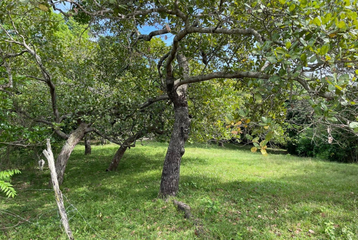 First image of Shrewsbury in Brompton, St. Elizabeth, Jamaica - property is For Sale