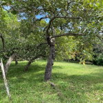 First image of Shrewsbury in Brompton, St. Elizabeth, Jamaica - property is For Sale