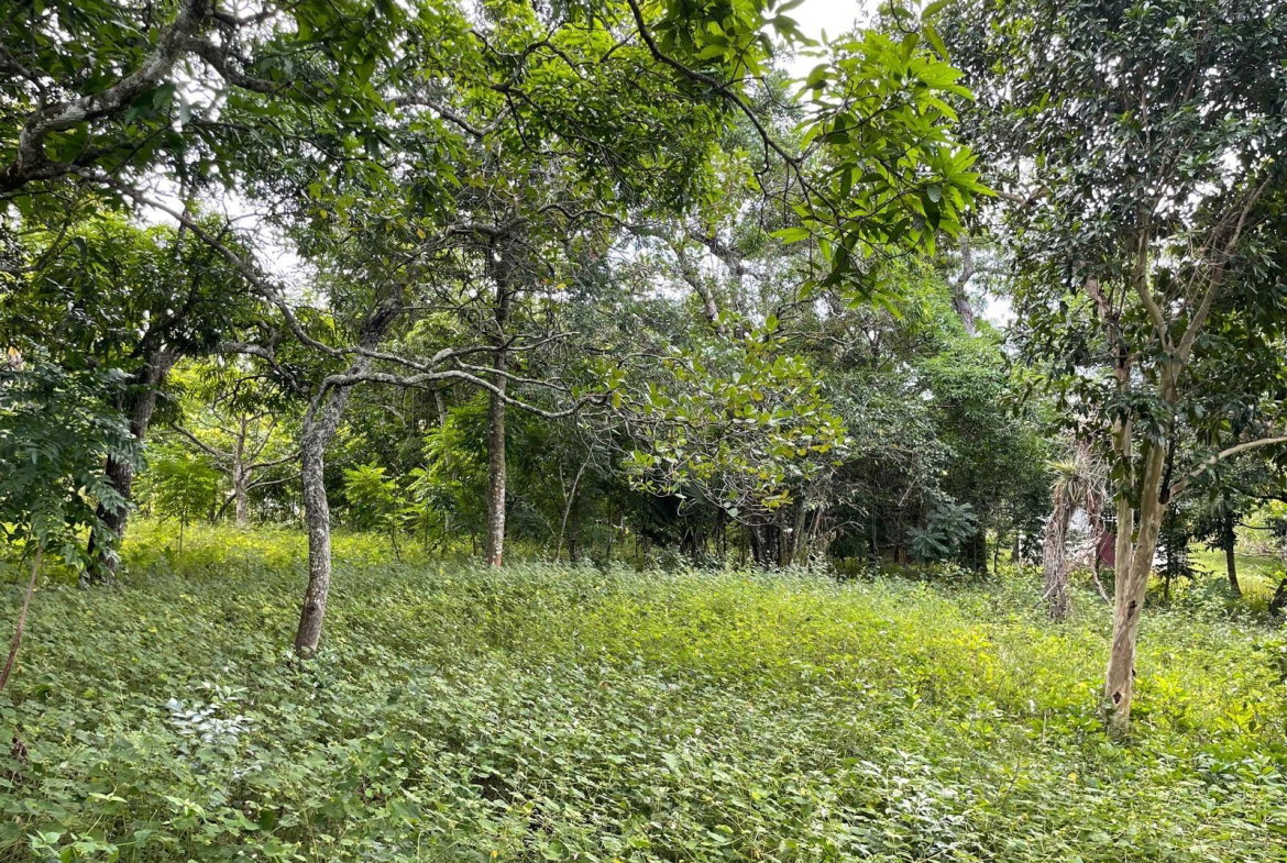 Fourth image of Shrewsbury in Brompton, St. Elizabeth, Jamaica - property is For Sale