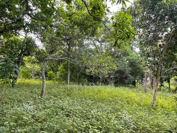 Fourth image of Shrewsbury in Brompton, St. Elizabeth, Jamaica - property is For Sale