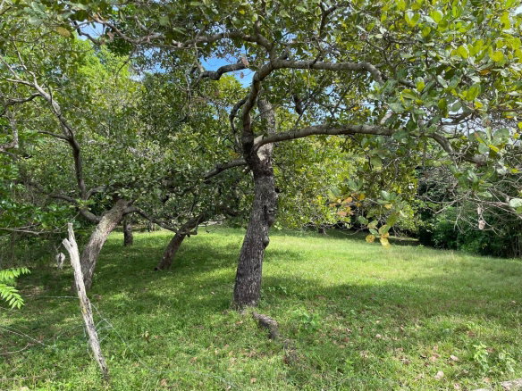 First image of Shrewsbury in Brompton, St. Elizabeth, Jamaica - property is For Sale