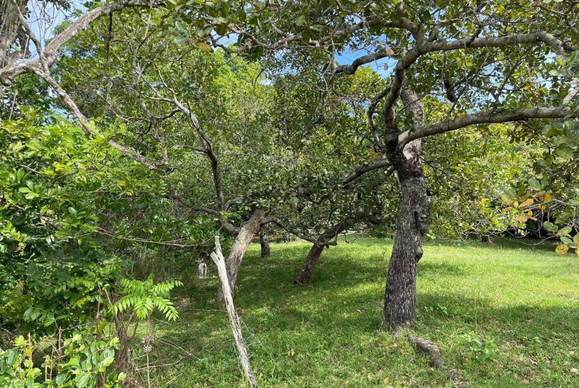 Ninth image of Shrewsbury in Brompton, St. Elizabeth, Jamaica - property is For Sale