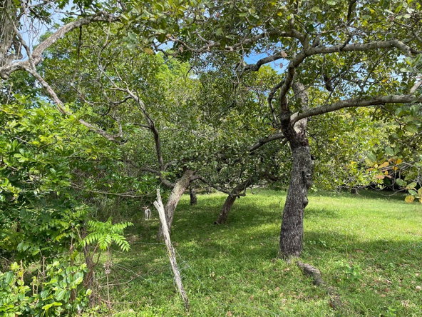 Ninth image of Shrewsbury in Brompton, St. Elizabeth, Jamaica - property is For Sale