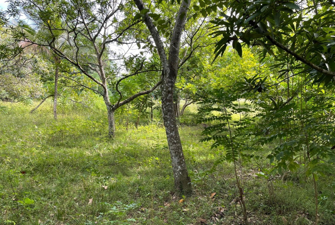 Tenth image of Shrewsbury in Brompton, St. Elizabeth, Jamaica - property is For Sale