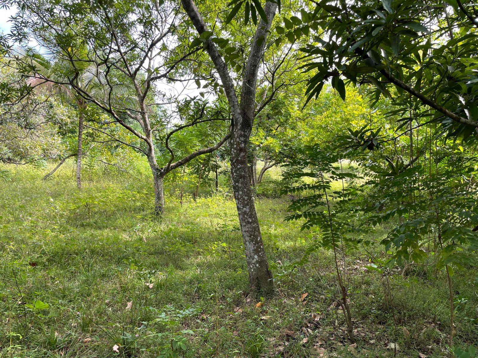 Tenth image of Shrewsbury in Brompton, St. Elizabeth, Jamaica - property is For Sale