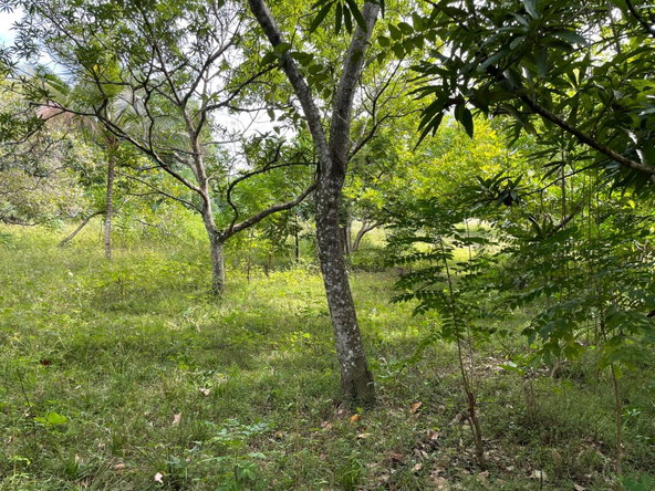 Tenth image of Shrewsbury in Brompton, St. Elizabeth, Jamaica - property is For Sale