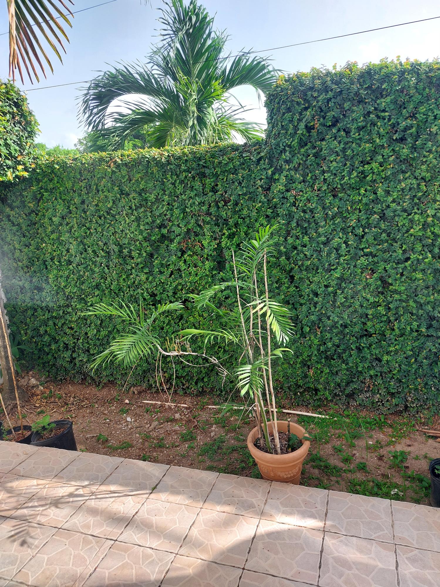 Twenty-Second image of 2-12 Sandhurst Avenue, Kingsto in Kingston 6, St. Andrew, Jamaica - property is For Rent
