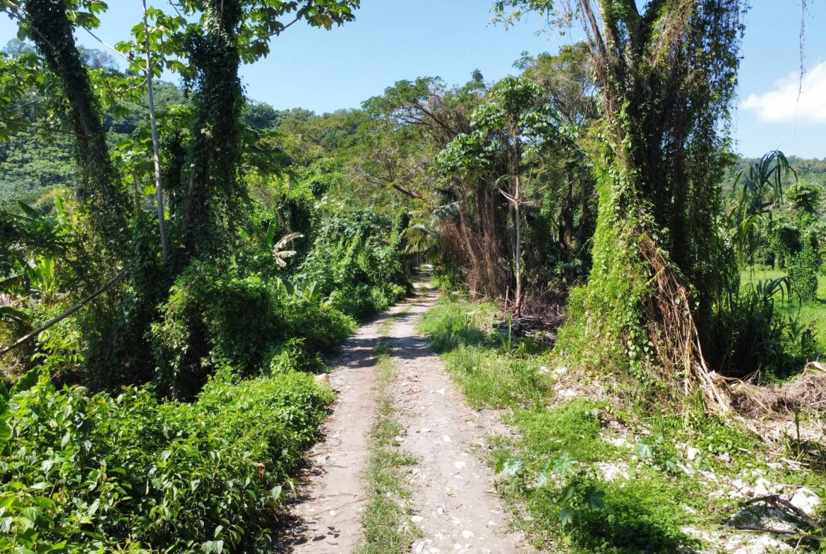 Seventh image of Hermitage Farm in Hope Bay, Portland, Jamaica - property is For Sale