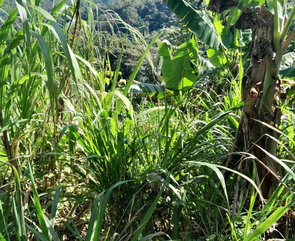 Third image of Coxpiece in Pembroke Hall, St. Mary, Jamaica - property is For Sale