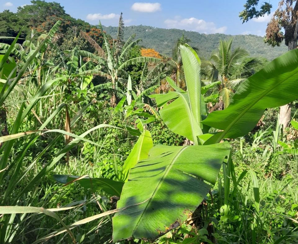 Fifth image of Coxpiece in Pembroke Hall, St. Mary, Jamaica - property is For Sale