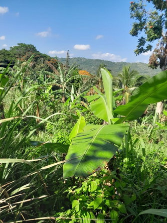 Fifth image of Coxpiece in Pembroke Hall, St. Mary, Jamaica - property is For Sale