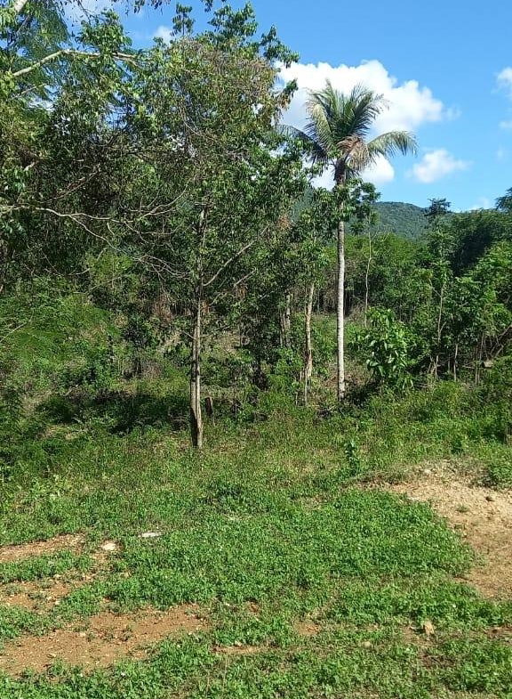 Second image of Spring Grove Road in Porus, Manchester, Jamaica - property is For Sale