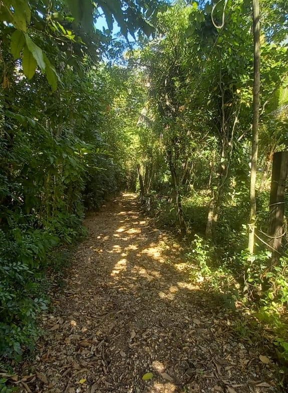 Sixteenth image of Spring Grove Road in Porus, Manchester, Jamaica - property is For Sale