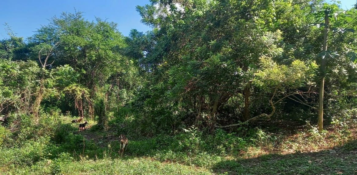 Sixth image of Spring Grove Road in Porus, Manchester, Jamaica - property is For Sale