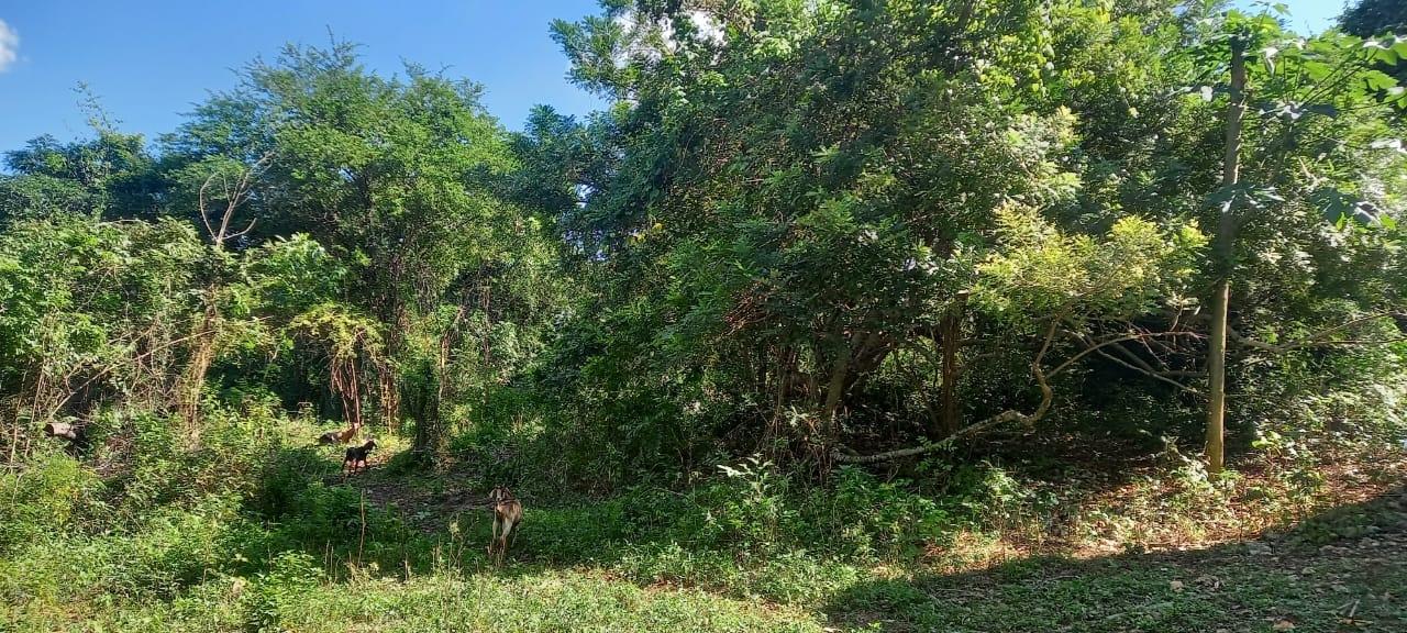 Sixth image of Spring Grove Road in Porus, Manchester, Jamaica - property is For Sale