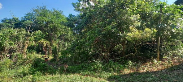 Sixth image of Spring Grove Road in Porus, Manchester, Jamaica - property is For Sale