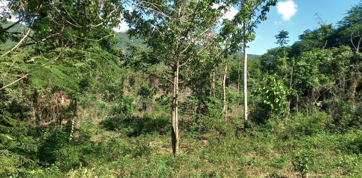 Seventh image of Spring Grove Road in Porus, Manchester, Jamaica - property is For Sale