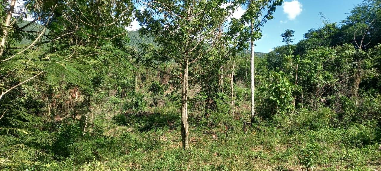 Seventh image of Spring Grove Road in Porus, Manchester, Jamaica - property is For Sale