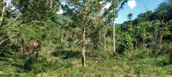 Seventh image of Spring Grove Road in Porus, Manchester, Jamaica - property is For Sale