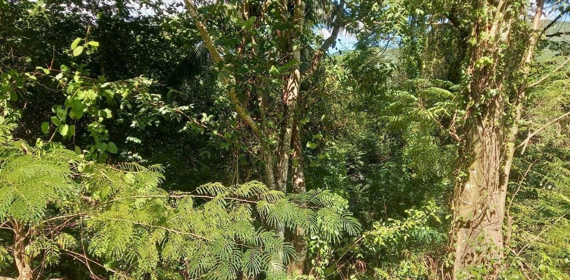 Eighth image of Spring Grove Road in Porus, Manchester, Jamaica - property is For Sale