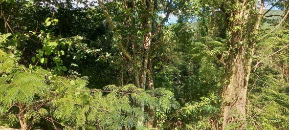 Eighth image of Spring Grove Road in Porus, Manchester, Jamaica - property is For Sale