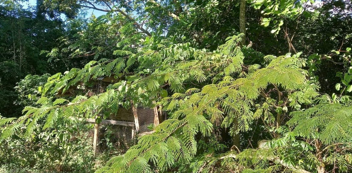 Ninth image of Spring Grove Road in Porus, Manchester, Jamaica - property is For Sale