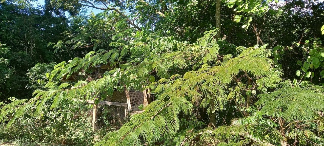 Ninth image of Spring Grove Road in Porus, Manchester, Jamaica - property is For Sale