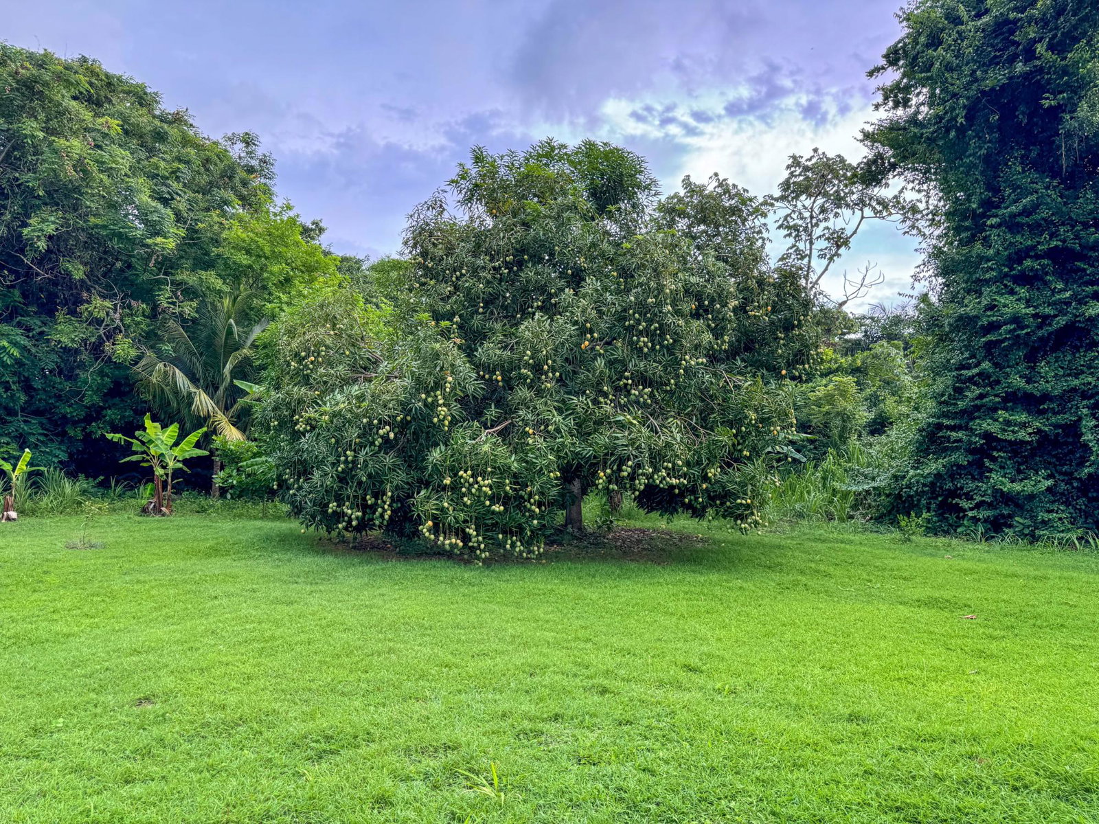Eighth image of Lot 409 Drax Hall Estate in Drax Hall Estate, St. Ann, Jamaica - property is For Sale