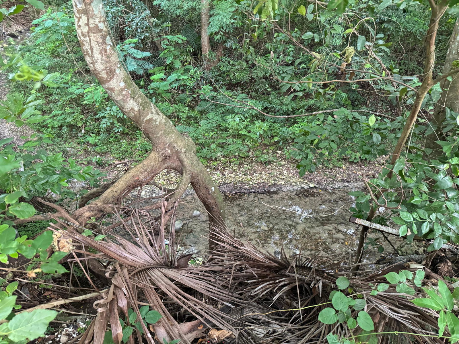 Ninth image of Lot 409 Drax Hall Estate in Drax Hall Estate, St. Ann, Jamaica - property is For Sale