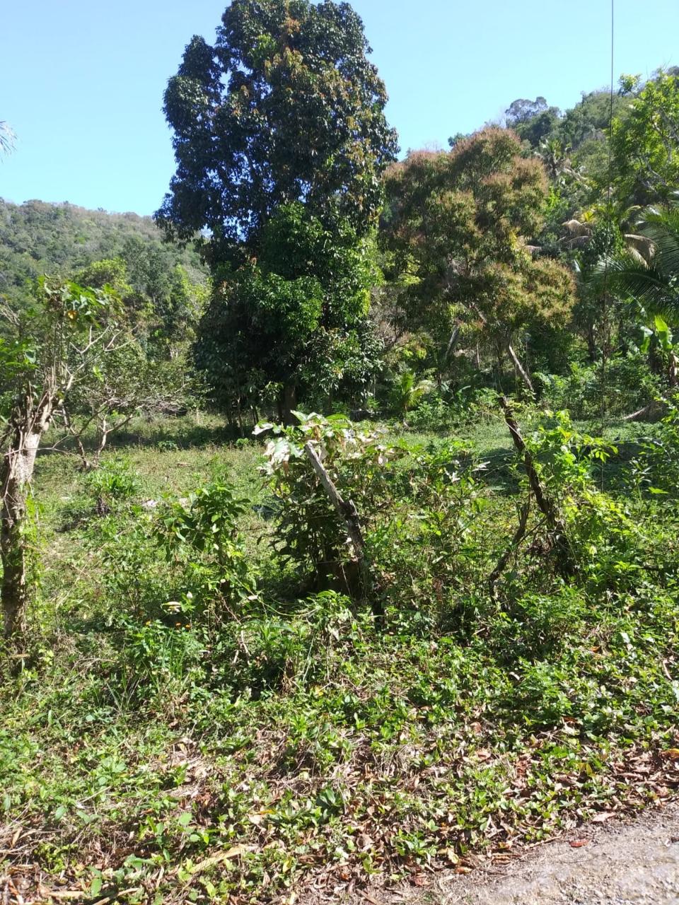 For-Sale-AgriculturalResidential-Land-in-Evergreen-Manchester-Jamaica Second image of Evergreen, Manchester in Mile Gully, Manchester, Jamaica - property is For Sale