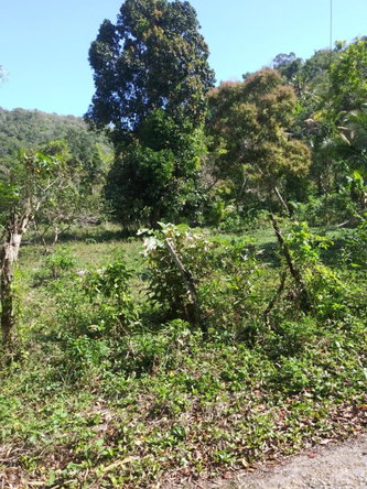 Second image of Evergreen, Manchester in Mile Gully, Manchester, Jamaica - property is For Sale