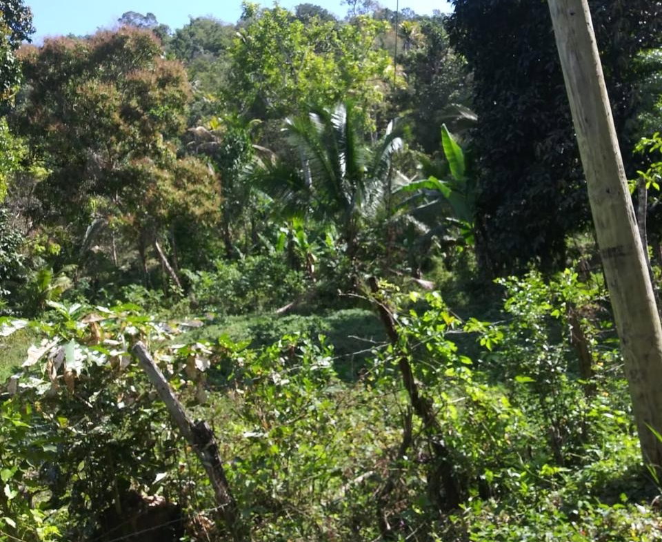 Third image of Evergreen, Manchester in Mile Gully, Manchester, Jamaica - property is For Sale