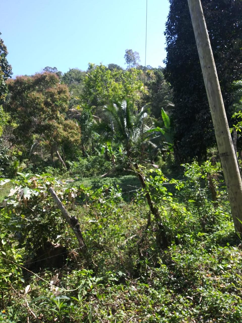 For-Sale-AgriculturalResidential-Land-in-Evergreen-Manchester-Jamaica Third image of Evergreen, Manchester in Mile Gully, Manchester, Jamaica - property is For Sale