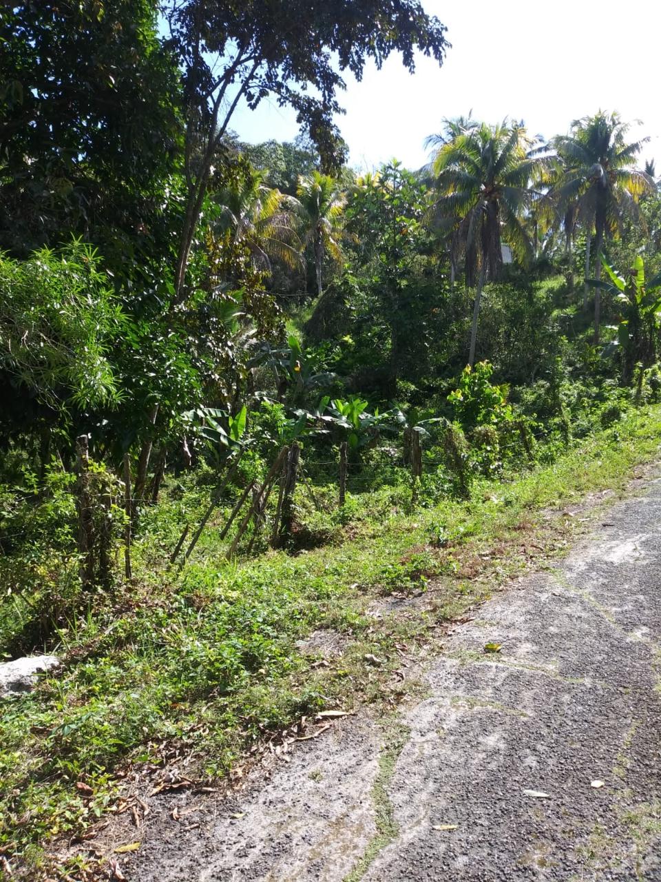 For-Sale-AgriculturalResidential-Land-in-Evergreen-Manchester-Jamaica Fourth image of Evergreen, Manchester in Mile Gully, Manchester, Jamaica - property is For Sale