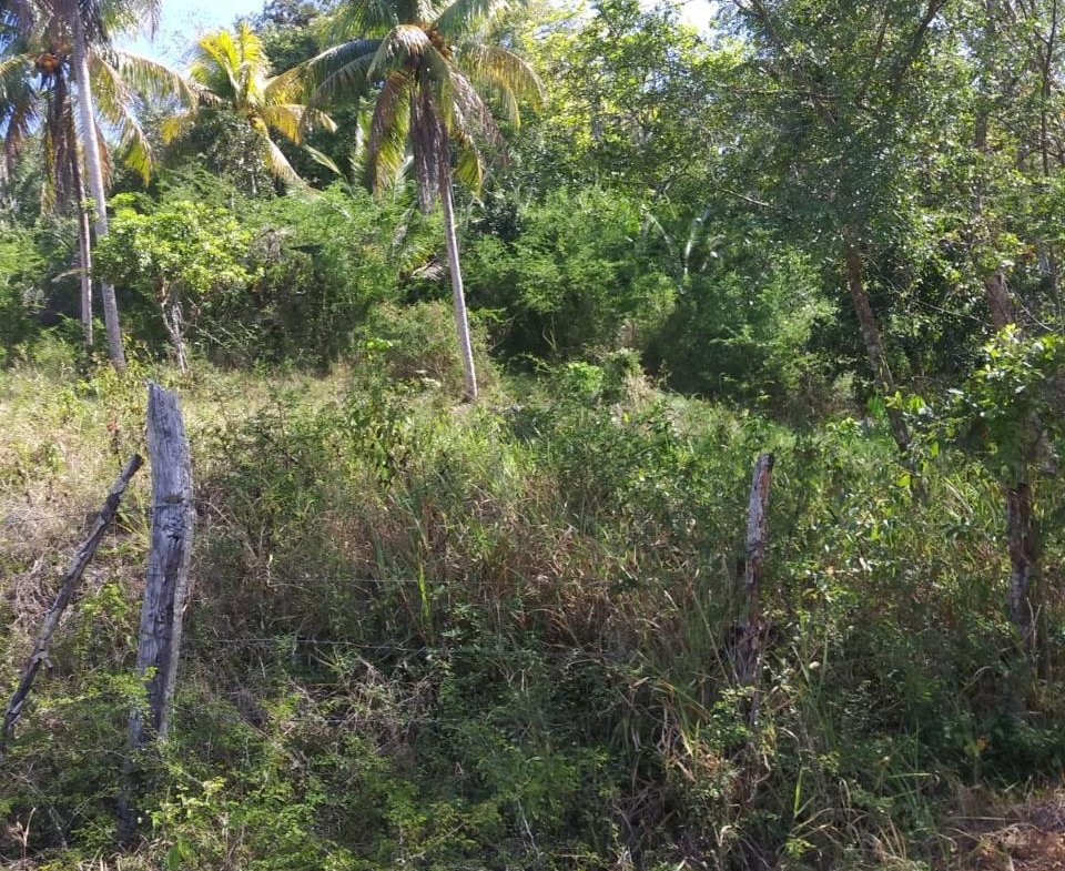 Fifth image of Evergreen, Manchester in Mile Gully, Manchester, Jamaica - property is For Sale
